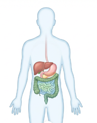 위 건강의 중요성과 소화불량이 주는 일상 영향
