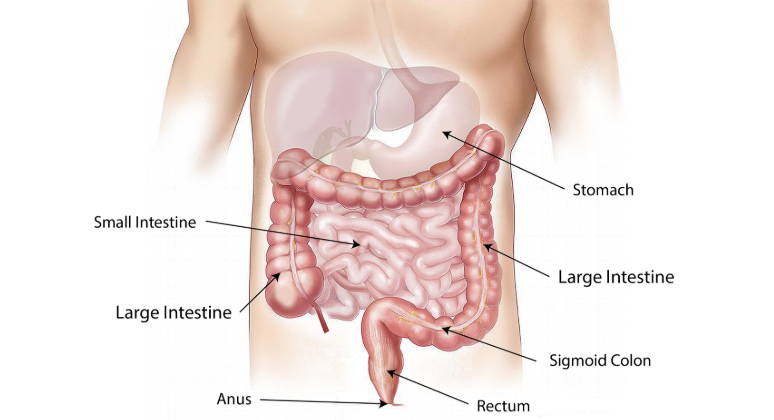 상복부 초음파란 무엇인가요